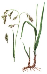 Овсяница высокая (лесная) – Festuca altissima All.