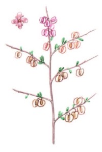 Курчавка шиповатая – Atraphaxis spinosa L.