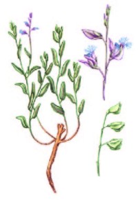 Истод сибирский – Polygala sibirica L.
