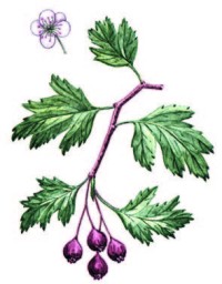 Боярышник сомнительный – Crataegus ambigua C.A. Mey. ex A. Beck.