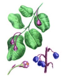 Кизильник черноплодный – Cotoneaster melanocarpus Fisch. ex Blytt