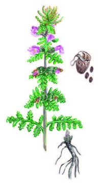 Мытник болотный – Pedicularis palustris L.