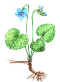 Фиалка удивительная – Viola mirabilis L.