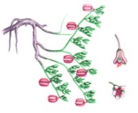 Парнолистник перистый – Zygophyllum pinnatum Cham.
