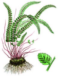 Костенец волосовидный – Asplenium trichomanes L.