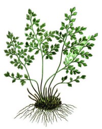 Костенец постенный – Asplenium ruta-muraria L.