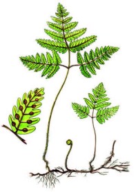 Голокучник трехраздельный – Gimnocarpium dryoptens (L.) Newm.
