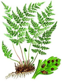 Пузырник ломкий – Cystopteris fragilis (L.) Bernh.
