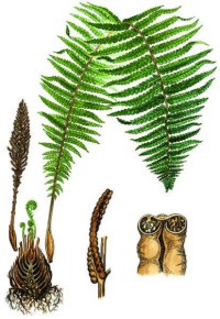 Страусник обыкновенный – Matteuccia struthiopteris (L.) Tod.