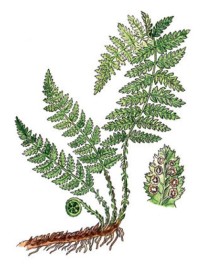 Щитовник гребенчатый – Dryoptens cristata (L.) A. Gray.