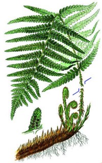 Щитовник мужской – Dryoptens filix-mas (L.) Schott.