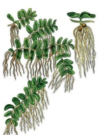 Сальвиния плавающая – Salvinia natans (L.) All.