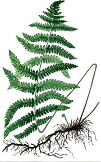 Телиптерис болотный – Thelypteris palustris Schott.