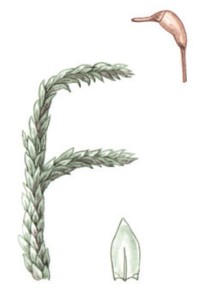 Ринхостегиум стенной – Rhynhostegium murale (Hedw.) Bruch et al.