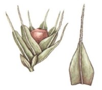 Гриммия беззубцовая – Grimmia anodon Bruch et al.
