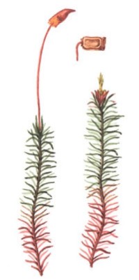 Политрихум обыкновенный – Polytrichum commune Hedw.