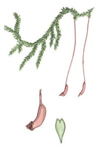 Калликладиум Холдейна – Callicladium haldanianum (Grev.) H.A. Crum