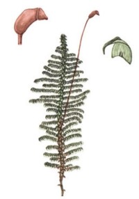 Птилиум гребенчатый – Ptilium crista-castrebsis (Hedw.) De Not.