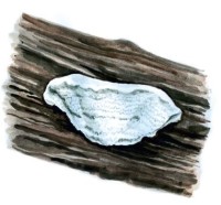 Спонгипеллис пенистый – Spongipellis spumeus (Sow.: Fr.) Pat.