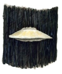 Траметес Любарского – Trametes ljubarskyii Pil.