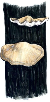 Пиптопорус ложноберезовый – Piptoporus pseudobetulinus (Murash.: Pil.) Pil.