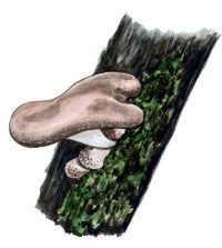 Пиптопорус дубовый губка – Piptoporus quercinus (Schrad.: Fr.) Pil.