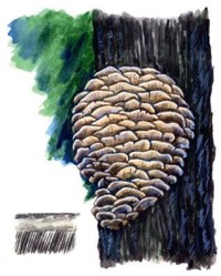 Климакодон северный – Climacodon septenterionalis (Fr.) P. Karst.