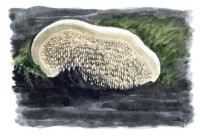 Стехеринум Мурашкинского – Steccherinum murashkinskyi (Burt) Maas G.