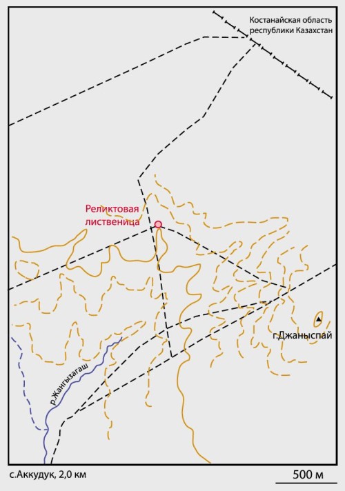 Реликтовая лиственница