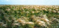 Юрьевская степь
