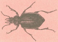 Бронзовый красотел Calisoma inquisitor Linnaeus, 1758