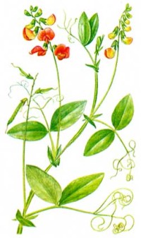 Чина Литвинова Lathyrus litvinovii Iljin