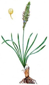 Эремурус Индерский Eremurus inderiensis (Stev.) Regel