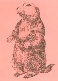 Европейский степной сурок Marmota bobac bobac (Muller, 1776)