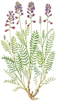 Копеечник меловой Hedysarum cretaceum Fisch.