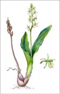 Липарис Лезеля Liparis loeselii (L.) Rich
