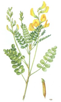 Майкараган волжский Calophaca wolgarica (L. fil.) DC