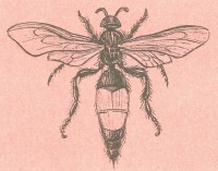 Мохнатая сколия Scolia hirta Schrenck, 1781