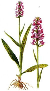 Пальчатокоренник балтийский (Пальчатокоренник длиннолистный) Dactylorhiza longifolia (Neuman) Aver. (D. baltica (Klinge) Orlova)