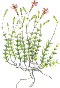 Смолевка меловая Silene cretaceae Fisch. еx Spreng