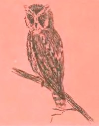 Сплюшка Otus scops (Linnaeus, 1758)