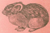 Степная пищуха Ochotona pusilla (Pallas, 1768)
