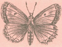 Зубчатокрылая голубянка Polyommatus daphnis (Denis et Schiffermuller, 1775)